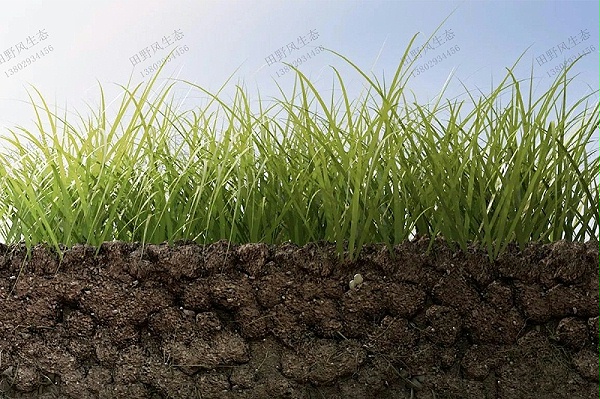 草坪土壤