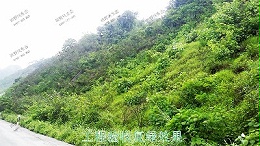 广东清远美林基业地产边坡复绿