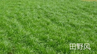 公路边坡绿化植物应该选择什么类型的？