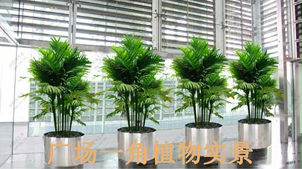 广州保利国际广场植物出租案例