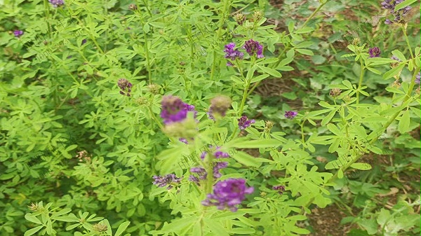 紫花苜蓿种子