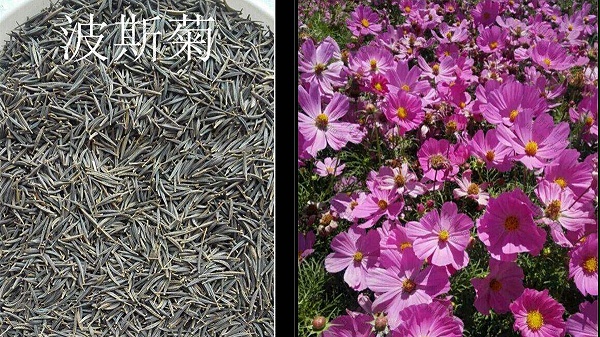 花种子批发