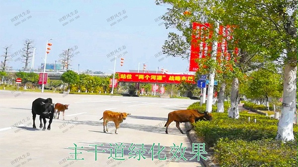 广东河源国道绿化美化市政工程