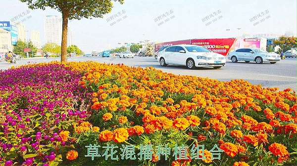 江门逢江区园林景观花卉园林绿化