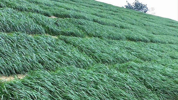 多年生黑麦草护坡种植