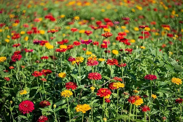 花种子四季可种的盆景