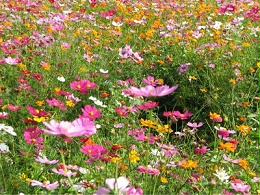 花海