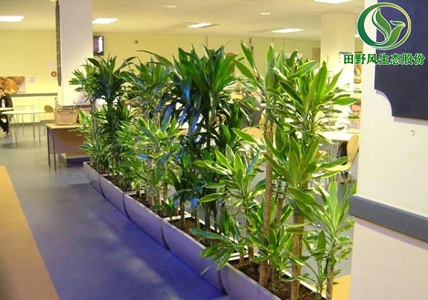办公室植物租摆,植物出租