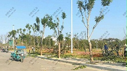 室外树木养护补植服务项目