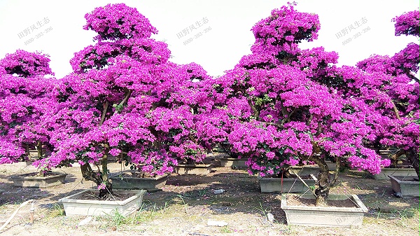18造型紫色三角梅桩景