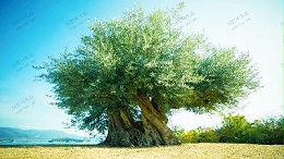 造型景观橄榄古树