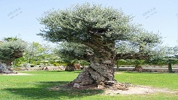 橄榄树桩