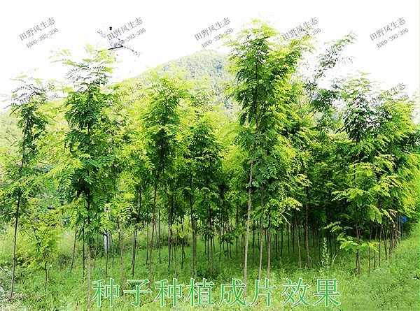 6种子种植成片效果