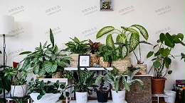 室内净化空气效果最好10种常见绿化植物推荐