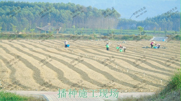 广西梧州思良江休闲农业生态园花海工程