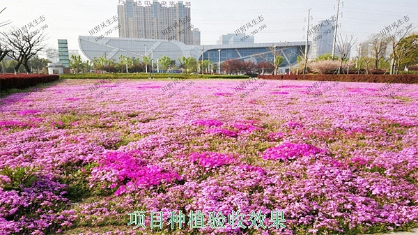 深圳光明市政园林工程