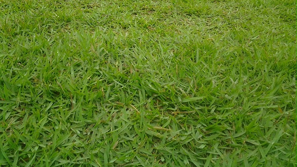 结缕草草坪