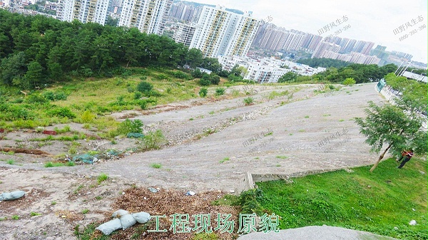 新丰县工业园区复绿工程