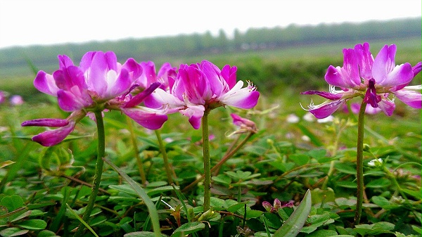 紫云英草种子