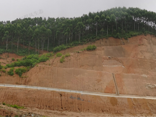 从莞高速公路边坡复绿