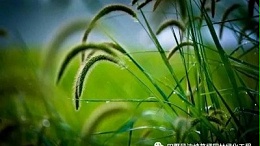 坡面绿化常用草种-顽强生命力