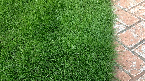 台湾草