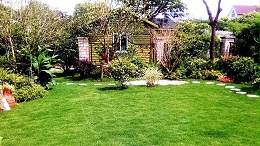 庭院绿化草坪草种
