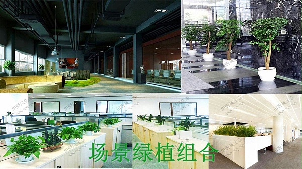 广州市创佳建筑模型公司绿植展示