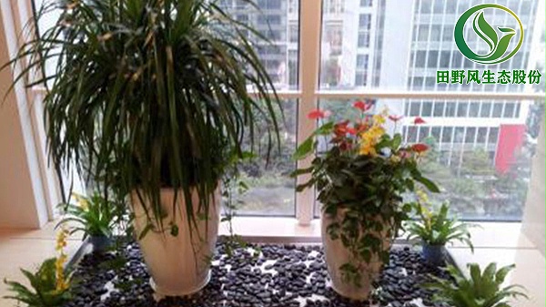 植物花卉租赁,绿植租赁