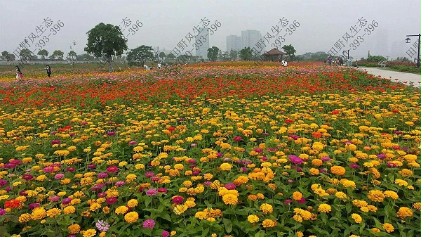 花卉种子