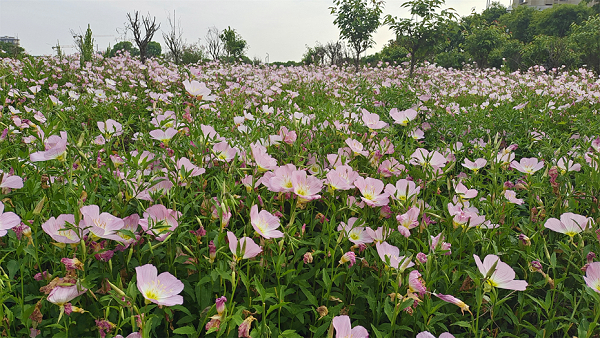 月见草种子